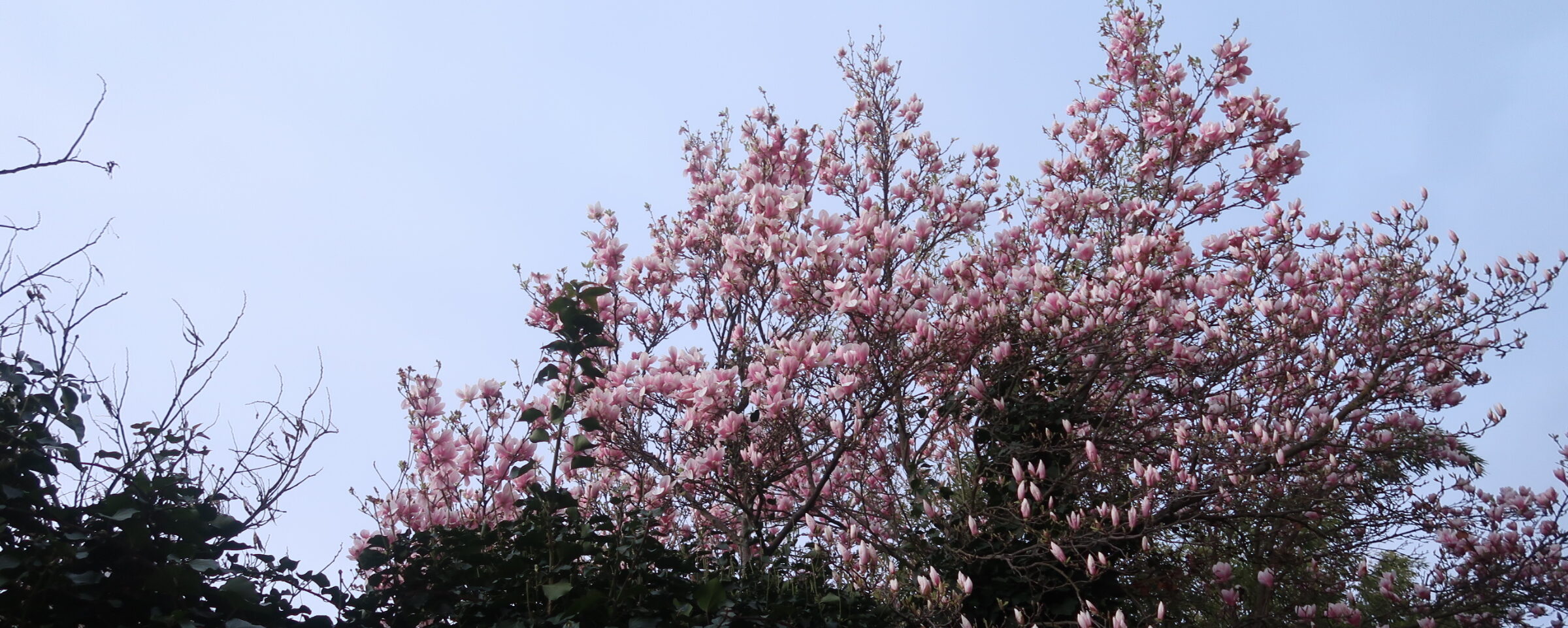 Rinku's blog